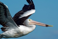 Pelikan australsky - Pelecanus conspicillatus - Australian Pelican o3631